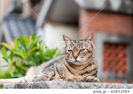 stray fat tabby cat 60852064