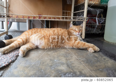 domestic ginger fat cat domestic ginger fat cat 60852065