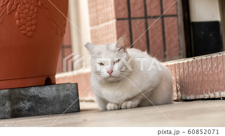 cautiously stray white cat cautiously stray white cat 60852071