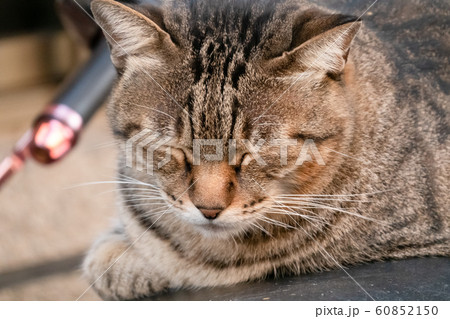 stray cat sit at a street 60852150