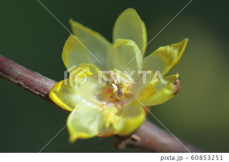 甘い香り漂わせ咲く 60853251