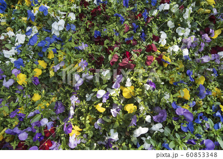 春の公園に咲くスミレの花 春の公園に咲くスミレの花 60853348