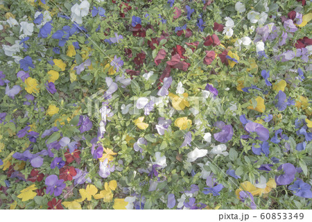 春の公園に咲くスミレの花 60853349