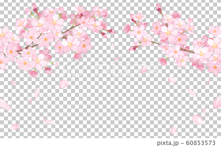 Spring flowers: cherry blossoms and falling petals Spring flowers: cherry blossoms and falling petals 60853573