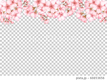 桜の花 水彩イラスト背景のイラスト素材