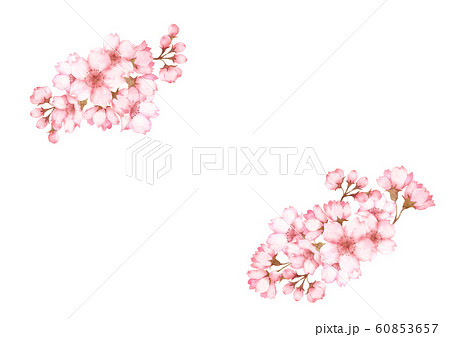桜の花水彩画 装飾のイラスト素材