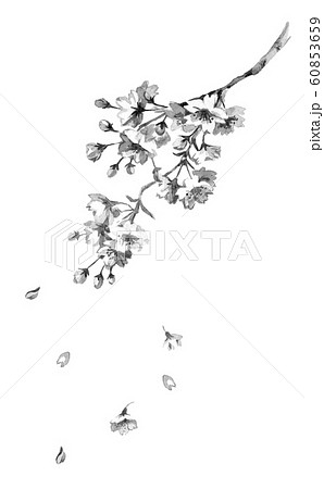桜の花線画モノクロのイラスト素材 60853659 Pixta