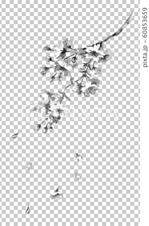 桜の花線画モノクロのイラスト素材