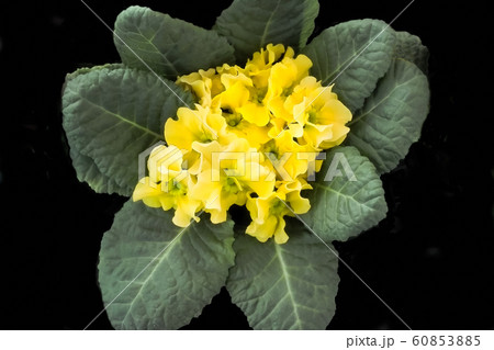 青春の花 喜びの花 黄色 プリムラ ジュリアンの写真素材