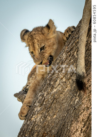 Lion cub lies growling on tree trunk Lion cub lies growling on tree trunk 60854595