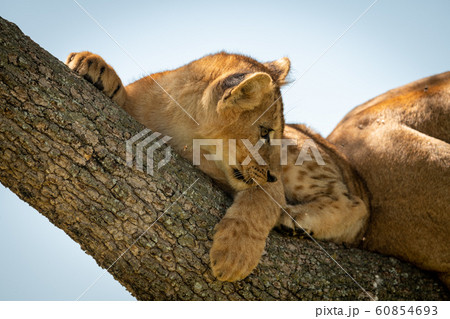 Lion cub lies in tree looking back Lion cub lies in tree looking back 60854693