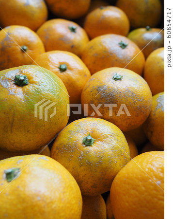 減農薬栽培 みかん 減農薬栽培 みかん 60854717