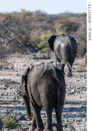 Two African Elephants passing by. 60854774