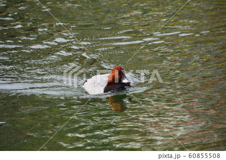 ホシハジロが疎水で泳ぐ様子 京都 ホシハジロが疎水で泳ぐ様子 京都 60855508