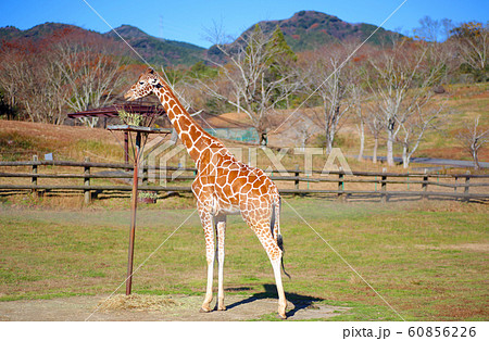 アミメキリン アミメキリン 60856226
