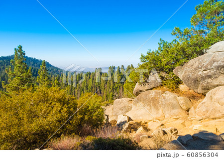 Sequoia Sequoia 60856304