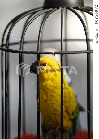 おもちゃの鳥かご おもちゃの鳥かご 60856972