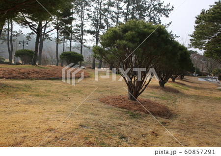 国立公園 月出山 霊岩郡 60857291
