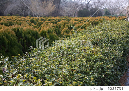 国立公園 月出山 霊岩郡 60857314
