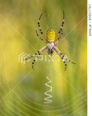Wasp spider waiting for prey 60857767