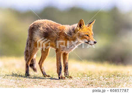 Red Fox in bright natural habitat Red Fox in bright natural habitat 60857787