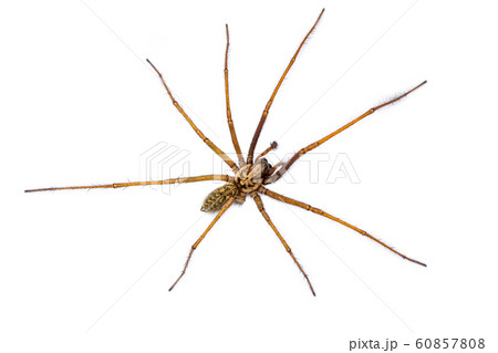 Giant house spider isolated on white background 60857808
