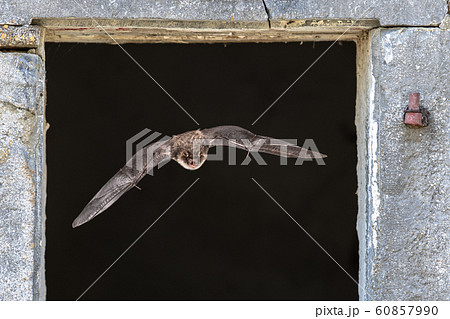 Natterers bat flying through window 60857990