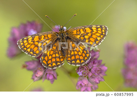Meadow fritillary butterfly 60857995