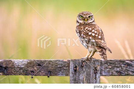 Little Owl perched on log 60858001