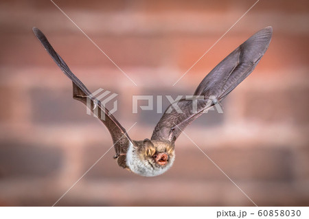 Flying Natterers bat isolated on brick background 60858030