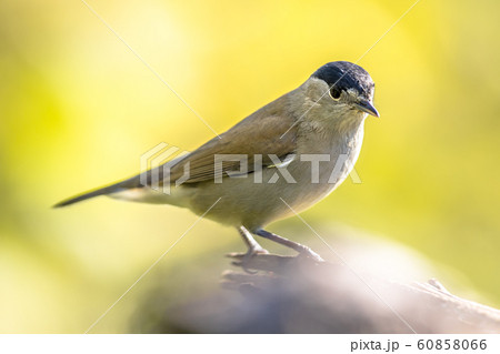 Eurasian blackcap on bright green background 60858066