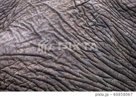 Elephant skin pattern 60858067