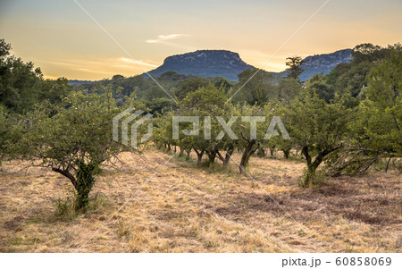Ecological Apple orchard 60858069