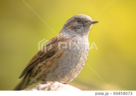 Dunnock perched on branch looking to side Dunnock perched on branch looking to side 60858073