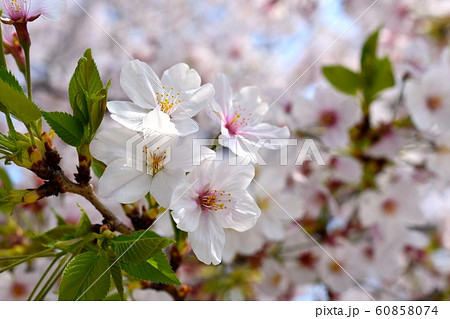 春,花,桜,4月 春,花,桜,4月 60858074