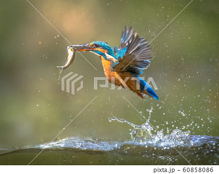 Common European Kingfisher Flying with fish catch Common European Kingfisher Flying with fish catch 60858086