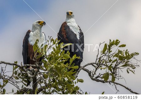 African fish eagle pair treetop African fish eagle pair treetop 60858119