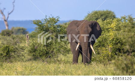 African Elephant walking in bushveld African Elephant walking in bushveld 60858120