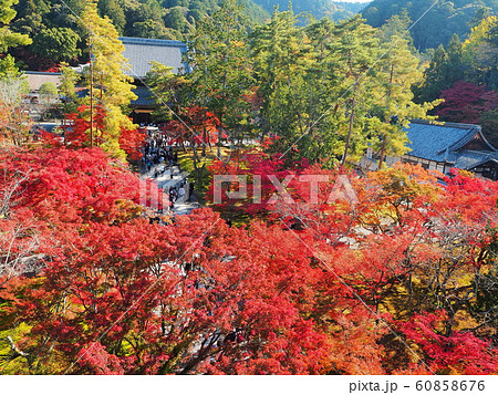 京都　最盛期の紅葉 60858676