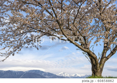 サクラと北アルプス サクラと北アルプス 60858862