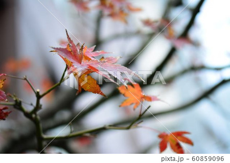 紅葉 60859096