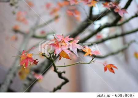 紅葉 60859097