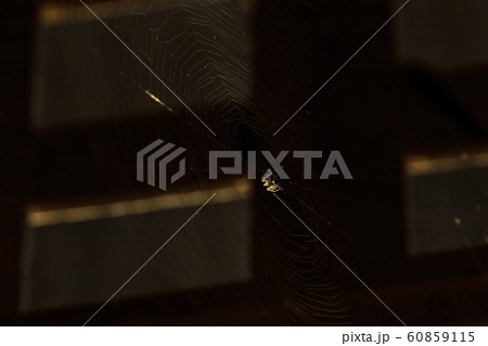 A small spider weaving a web to trap insects while in the sunlight. 60859115