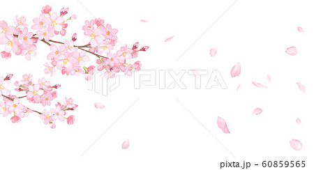 春の花 さくらと散る花びらの背景 水彩イラストのイラスト素材