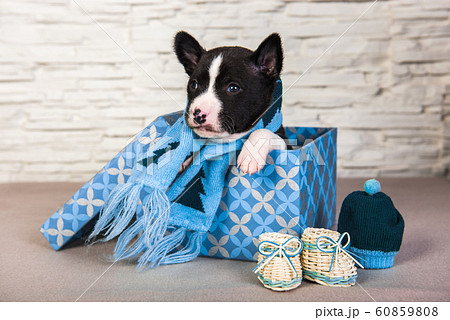 Basenji puppy dog with blue knitted scarf and boots Basenji puppy dog with blue knitted scarf and boots 60859808