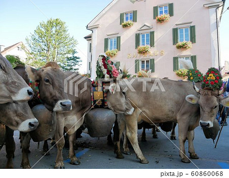 スイスの伝統行事のデサント　アルプスの牧場から下りた牛たち　（Mels村） 60860068