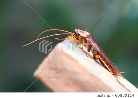 Cockroach on wooden, nature blurred background. 60860114