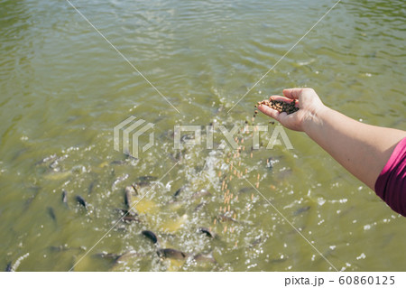 woman feeding for fishes in the river. Feeding of 60860125