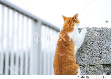壁をよじ登る猫 60860152