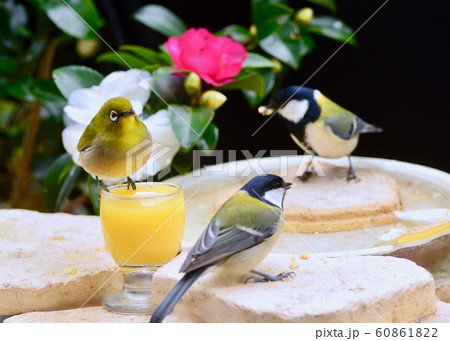 庭の訪問客 庭の訪問客 60861822